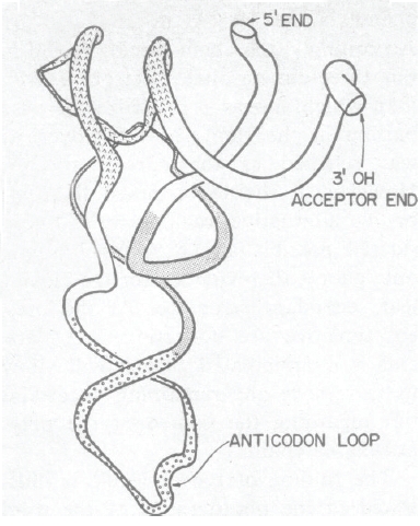 L-shaped structure of tRNA.