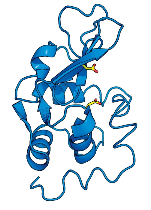 As shown in this cartoon, lysozyme uses two key amino acids (side chains highlighted in yellow) in its active site to cleave glycosidic bonds.