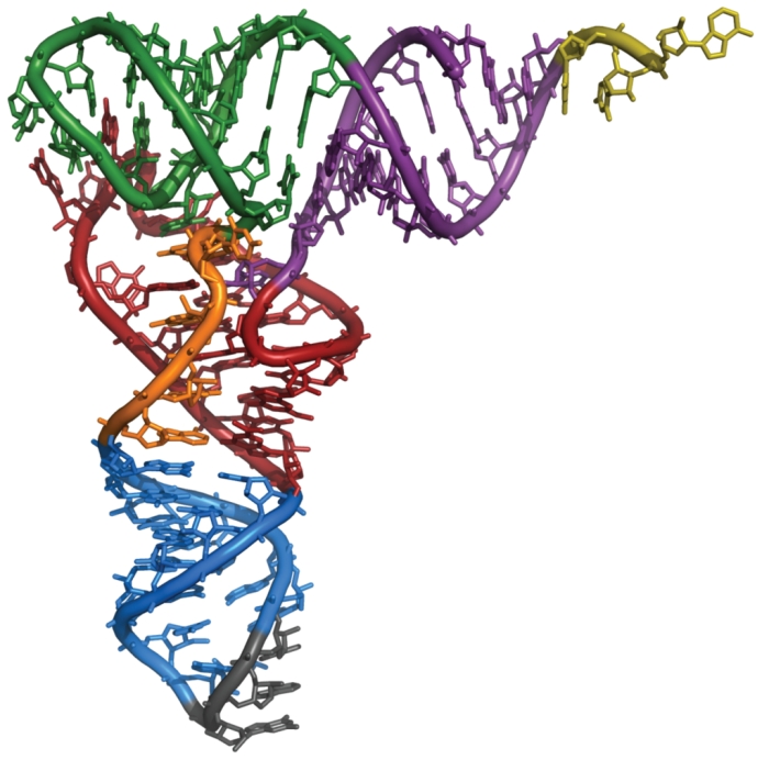 Colorful 3D structure of a tRNA molecule.
