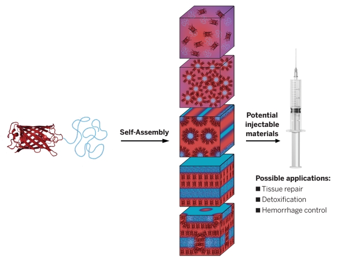 By incorporating proteins (red) into synthetic polymers (blue), Olsen’s group at MIT is creating a class of biomaterials with potential in many applications, including injectable implants.