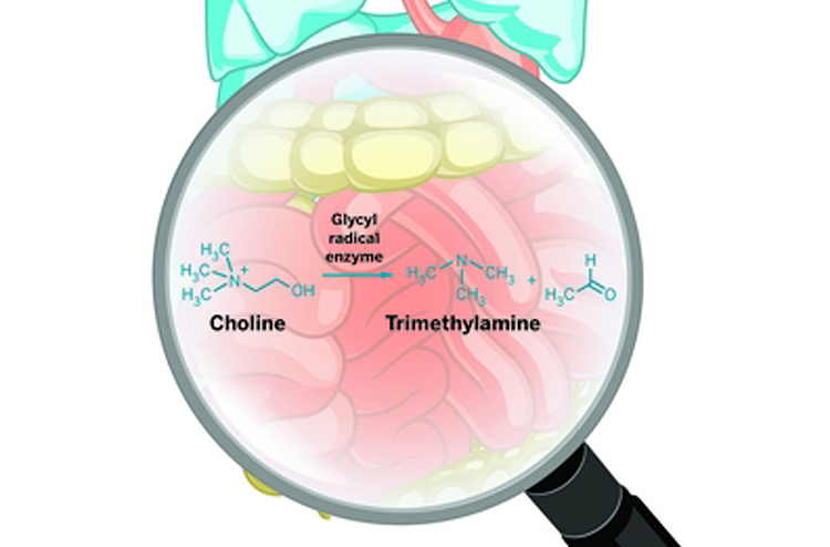 At Harvard, Balskus and her group are doing detective work on the biochemistry of the human microbiome. They’ve already figured out the enzyme responsible for generating trimethylamine from choline in the gut. Inhibiting this process could curb heart disease.