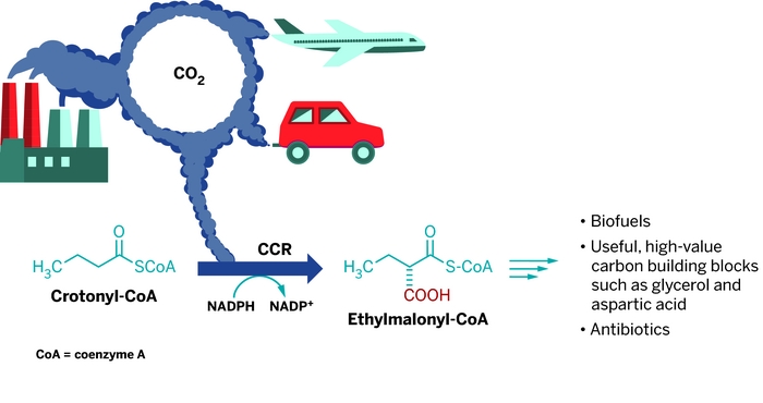 Erb wants to reduce the greenhouse gas CO2 in Earth’s atmosphere with bacterial enzymes and turn it into useful carbon-based compounds. He’s already discovered a CO2-fixing enzyme, called CCR, that can carry out the toughest step: Pull CO2 out of the air and attach it to an organic molecule, crotonyl-CoA. The long-term goal is to build more complicated, useful compounds such as fuel.
