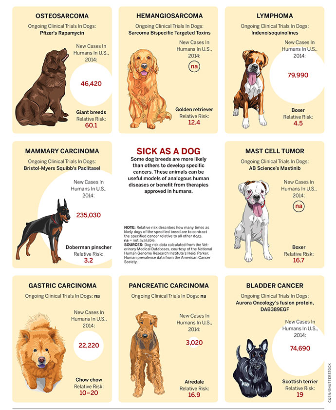 Skin Cancer In Dogs Signs