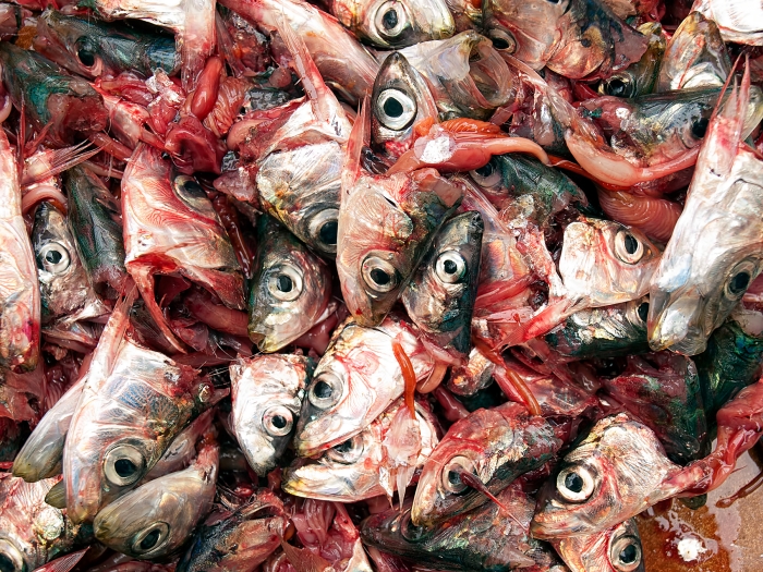 Image result for fish waste management