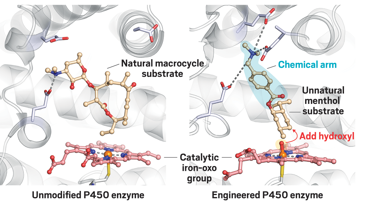 As a postdoc, Narayan modified the active site of a P450 enzyme so that it could add hydroxyl groups to unnatural substrates. To do so, she tweaked the amino acids in the active site to make it roomier and inserted a chemical arm to orient unnatural substrates, such as menthol, for catalysis.