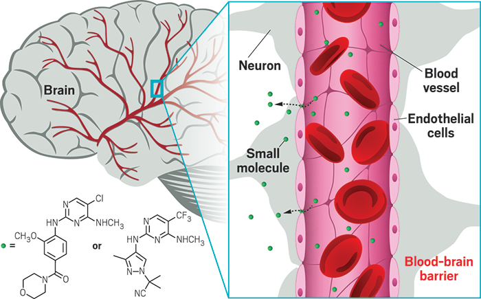 Estrada and his colleagues at Genentech designed compounds that target the Parkinson’s disease-linked protein LRRK2. To sneak these inhibitors (some shown here) past the blood-brain barrier, the researchers had to build them so they balanced opposing needs: metabolic stability, which often requires spreading polarity across a molecule, and equal brain distribution, which favors nonpolar molecules.