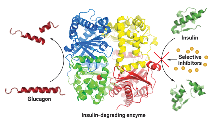 Maianti and his collaborators not only designed the first compounds that block insulin-degrading enzyme, a prized diabetes target, they also made those inhibitors selective: The compounds slow the breakdown of insulin in mice but don’t interfere with the enzyme’s breakdown of another important hormone, glucagon.