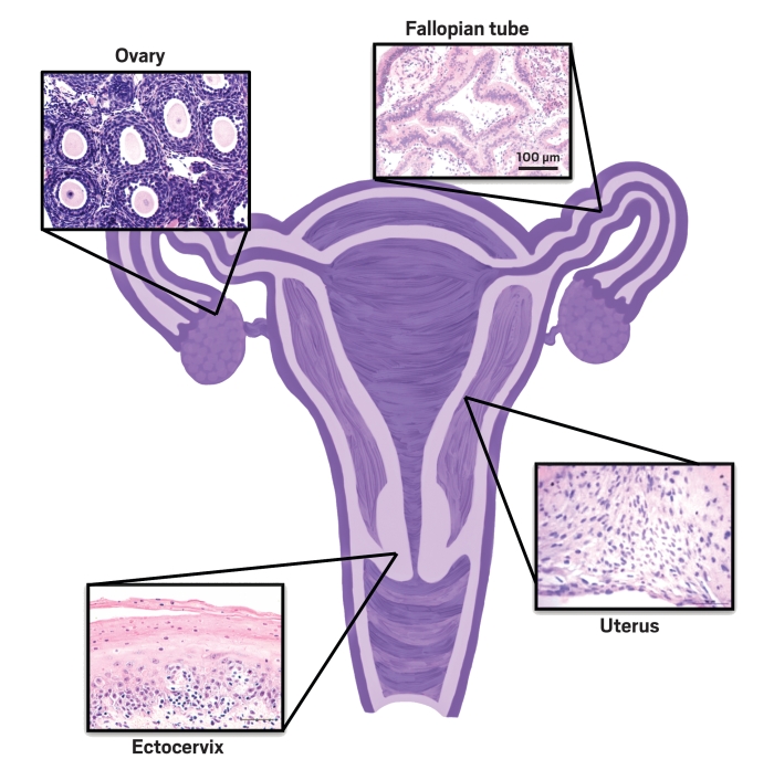 Microfluidic System Mimics Day Female Reproductive Cycle