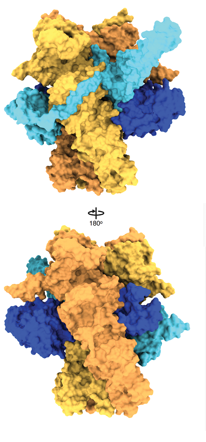 Protein folding - Wikipedia