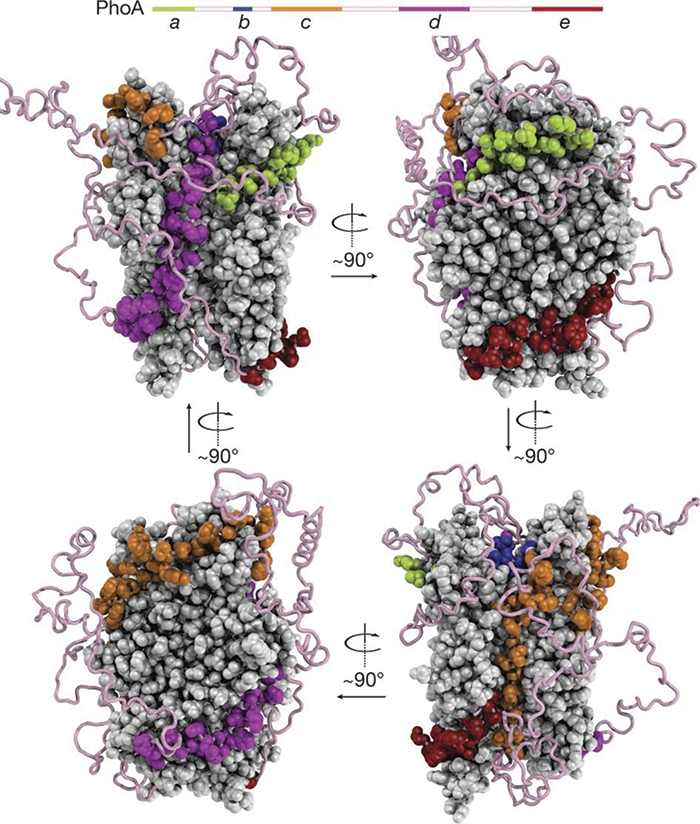 chaperone proteins keep unfolded of
