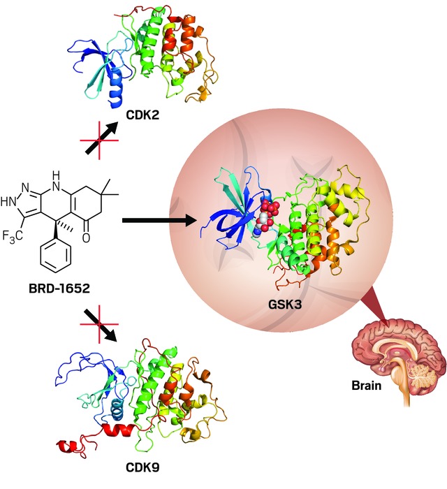 GSK3 is a possible target for bipolar disorder and other psychiatric disorders. Wagner’s team designed a molecule (BRD-1652) that selectively inhibits GSK3 and doesn’t interact with other related enzymes, such as CDK2 and CDK9, outside the brain.