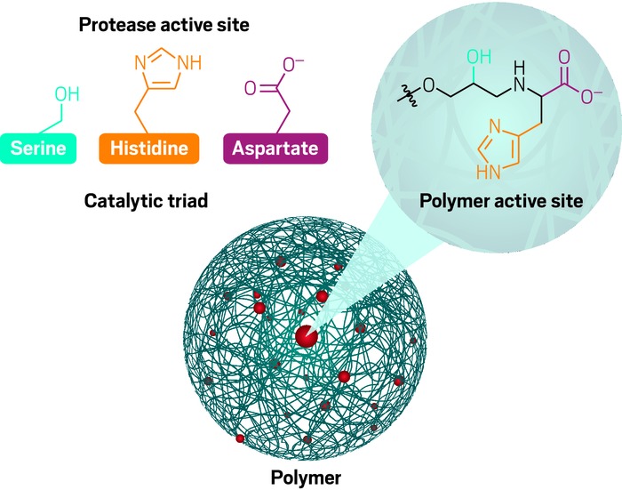 Connal’s group designed a polymer with active sites that mimic the catalytic amino acids of proteases (left). Their polymer active sites contain the same three functional groups as the enzymes: an alcohol, an imidazole, and a carboxylate. These polymers one day could replace enzymes used in laundry detergents.