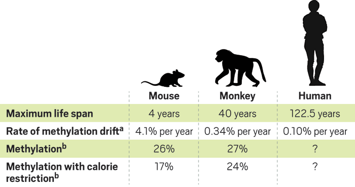 caloric restriction and lifespan