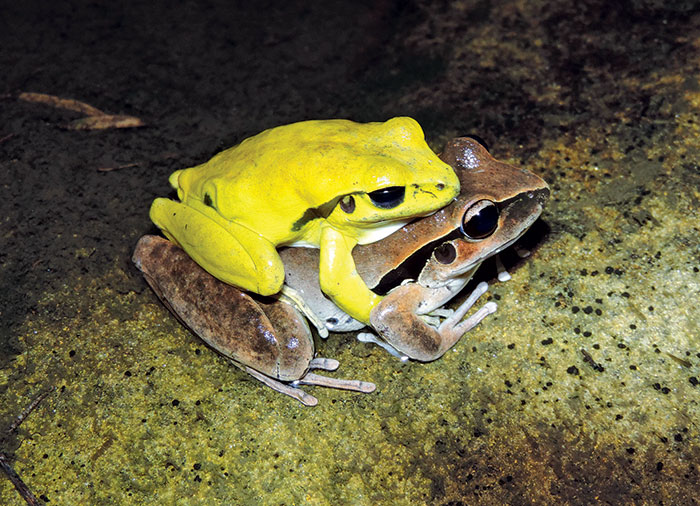 Sexy-yellow-frogs-hot-red