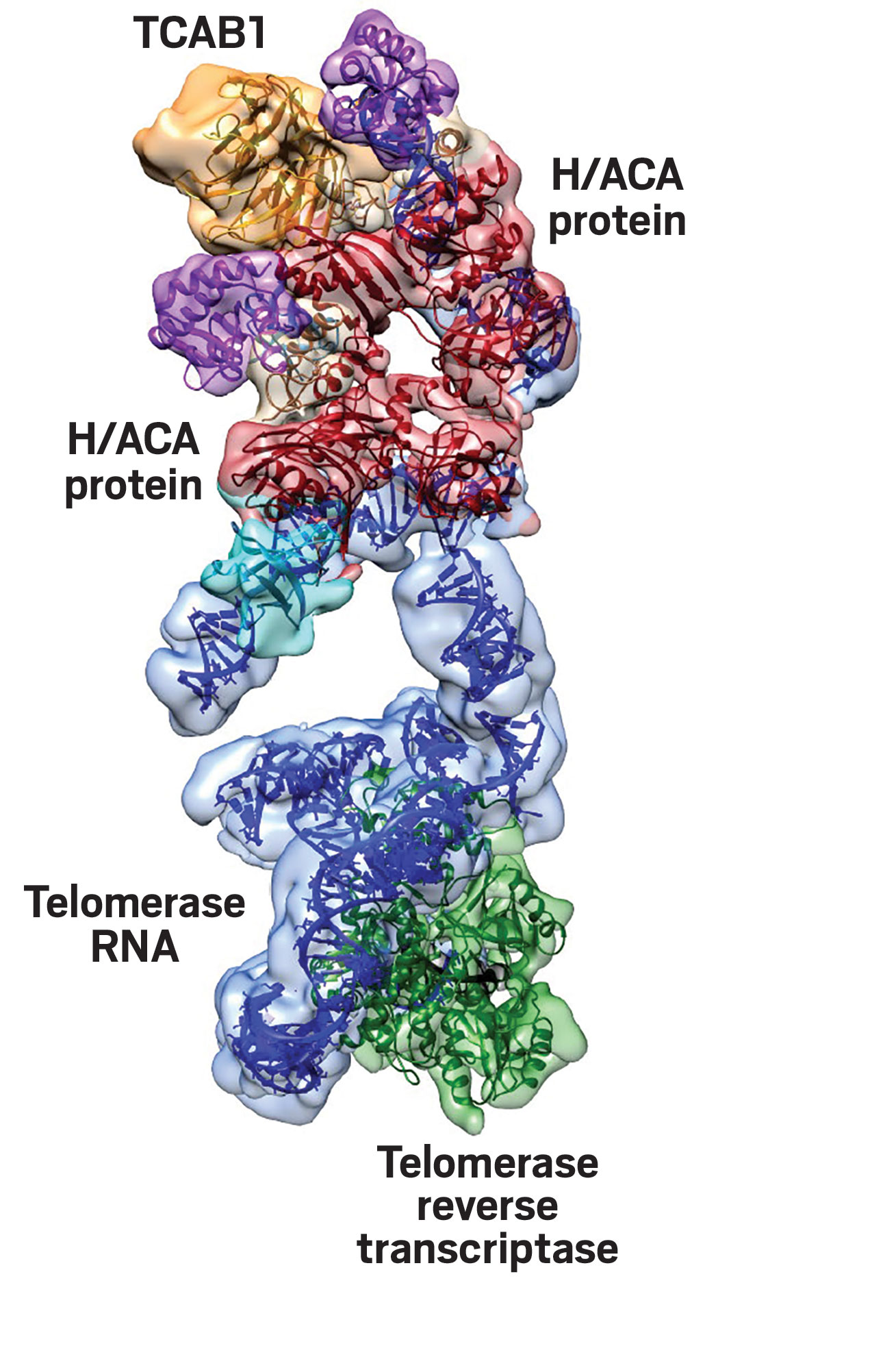 Clear View Of Telomerase At Last