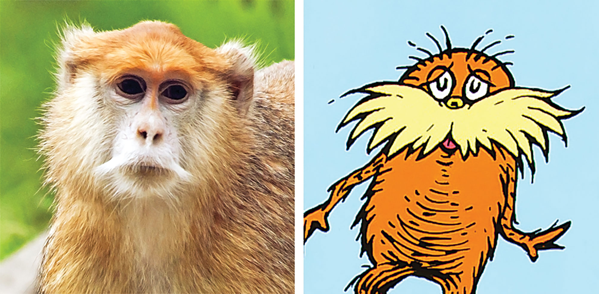 Speaking for the trees: The real Lorax and upcycled conference posters
