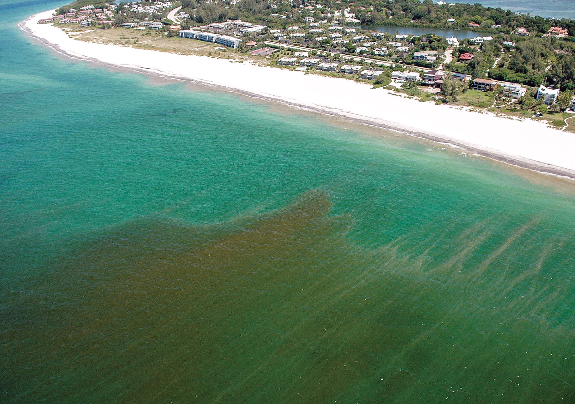 Congress takes aim at harmful algae blooms like Florida's red tides﻿﻿﻿﻿