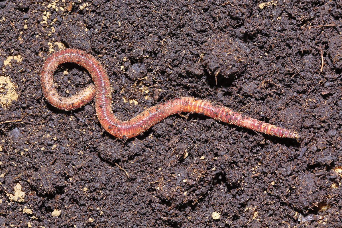 Are invading earthworms spurring global warming?