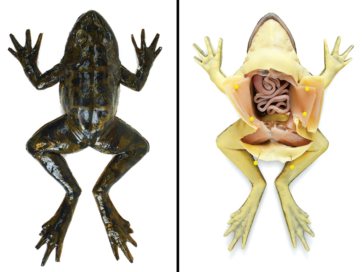 Synthetic frogs, and dancers teach science