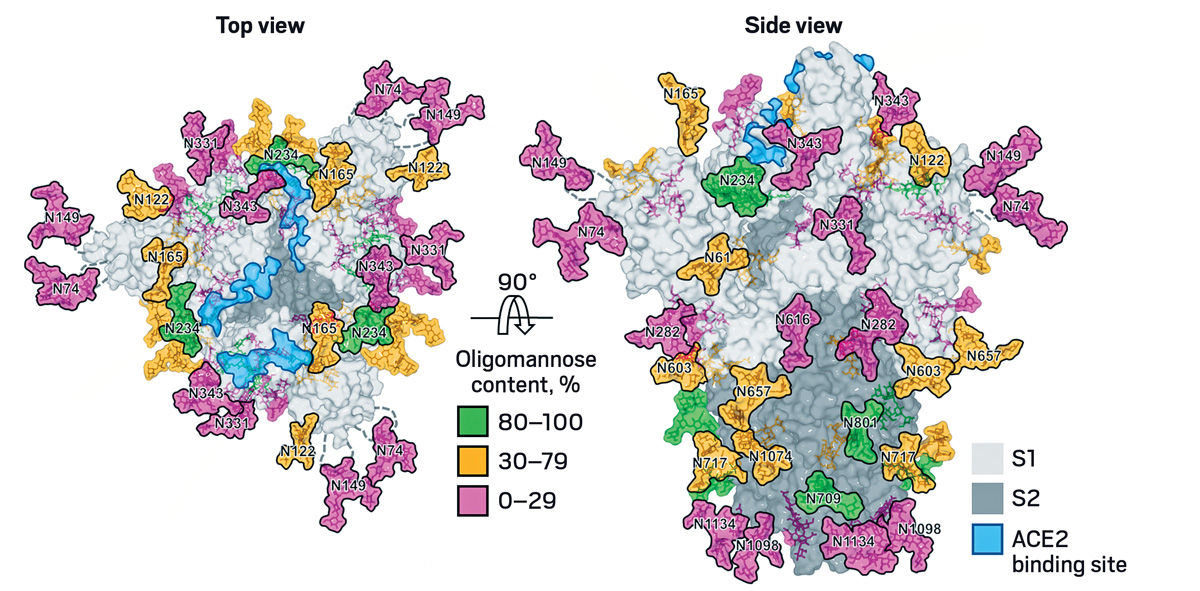 Adding the missing sugars to coronavirus protein structures
