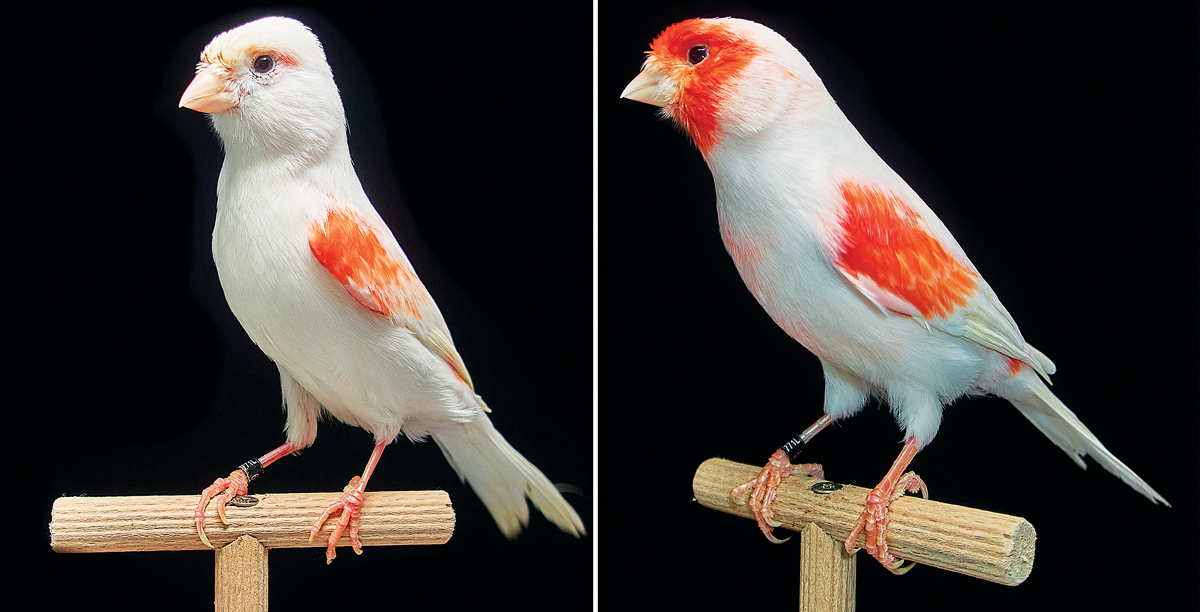 Do Male and Female Birds Always Look Different?