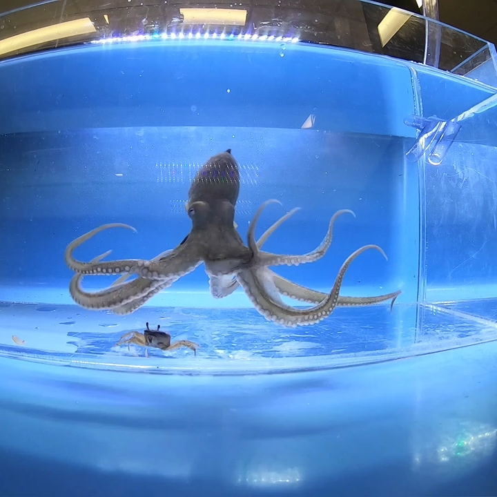 Octopuses Use Their Tentacles to Feel Light