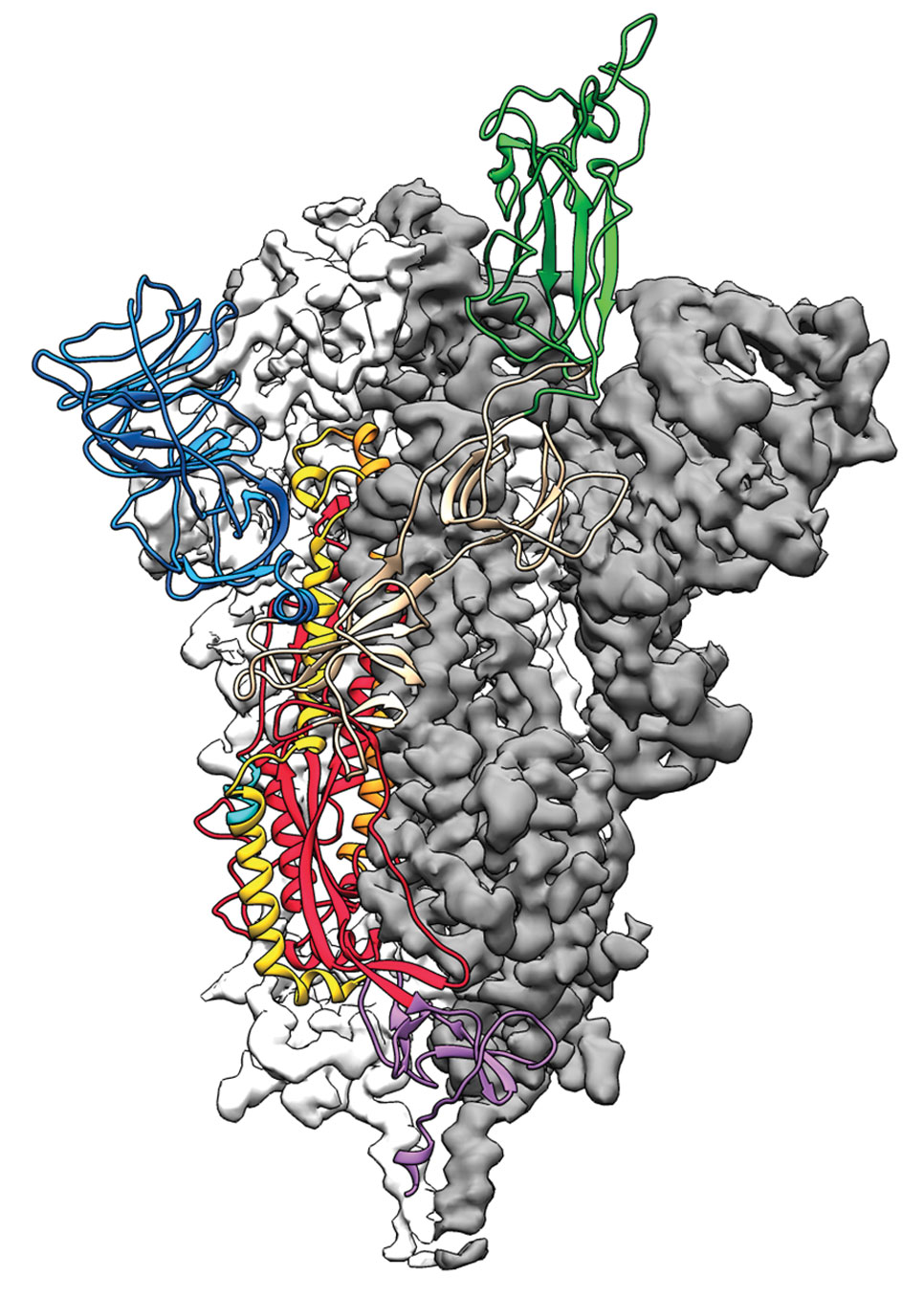 The SARS-CoV-2 spike protein was one of the first coronavirus structures to be solved.