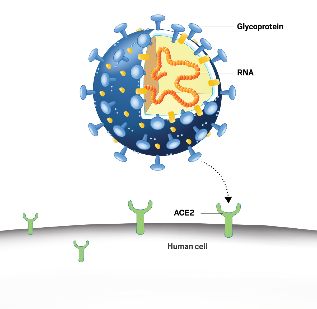 Есть ли у вирусов клетки. Ace 2 Рецептор коронавирус. Рецепторы клеток для SARS-cov-2. Рецепторы АПФ 2 И коронавирус. Вирус SARS-cov-2.