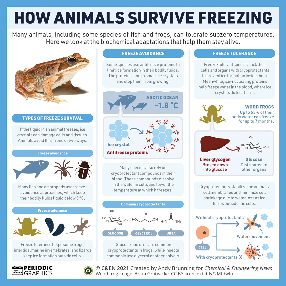 This three-column infographic explains how some animals survive freezing conditions.