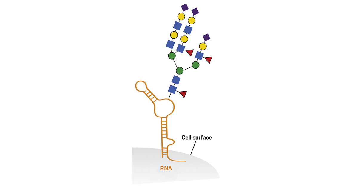 RNA molecules decorated with sugars (colored shapes) stick out of cell surfaces. These RNA-glycan conjugates bind receptors involved in immune signaling.