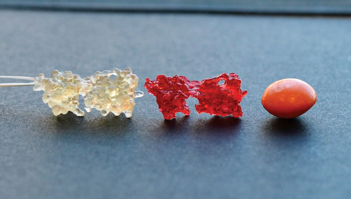 Using food-safe models, students can feel the shapes of proteins with their tongues, which are more sensitive than fingertips. A Skittles candy (right) is shown for scale.