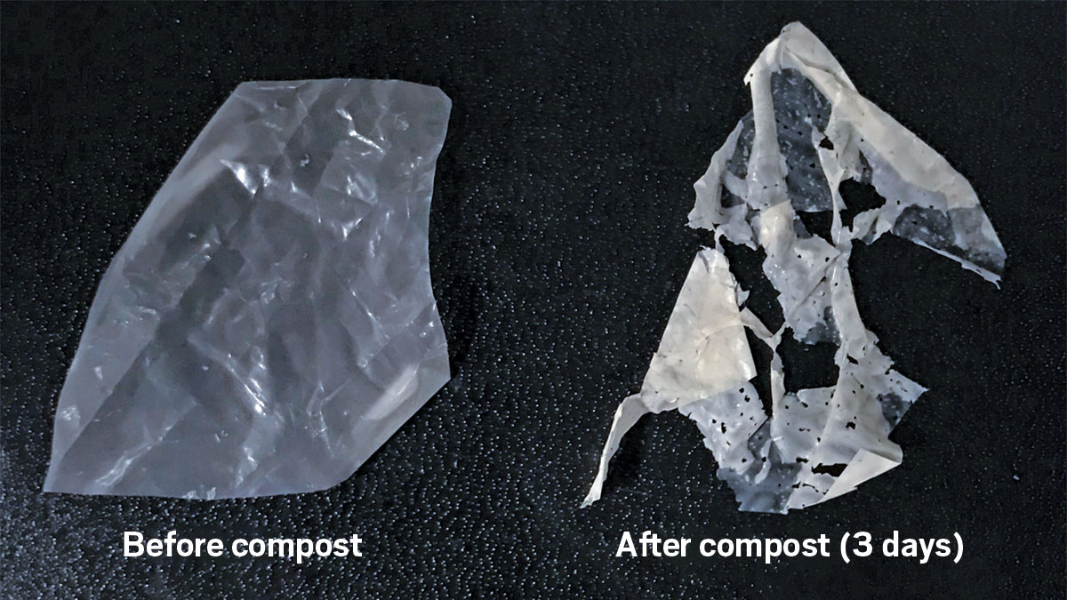 Encapsulated enzymes distributed throughout polycaprolactone can accelerate the breakdown of the material in the presence of heat and humidity. Photos show the material before and after composting for 3 days.