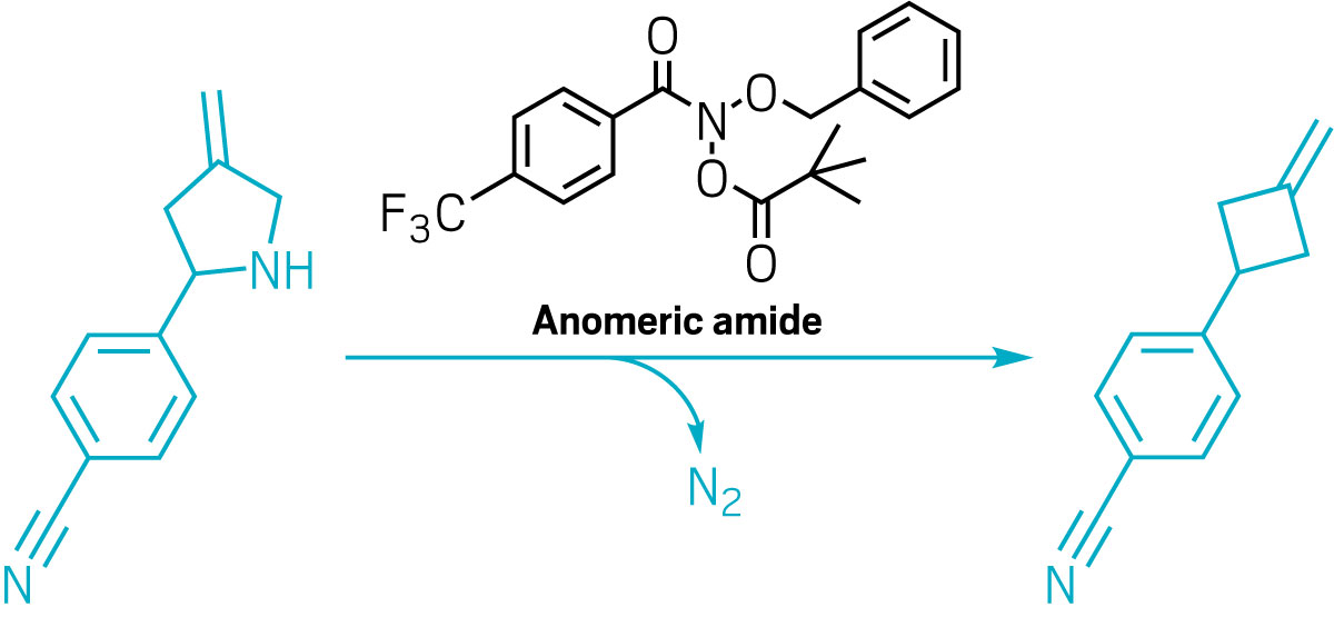 Nitrogen-deletion chemistry can transform pyrrolidines into cyclobutanes.