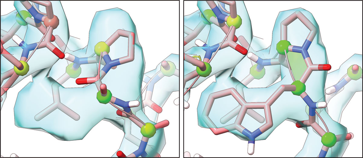 The Coronavirus Structural Task Force found SARS-CoV-2 protein models with errors (left) and corrected them (right).