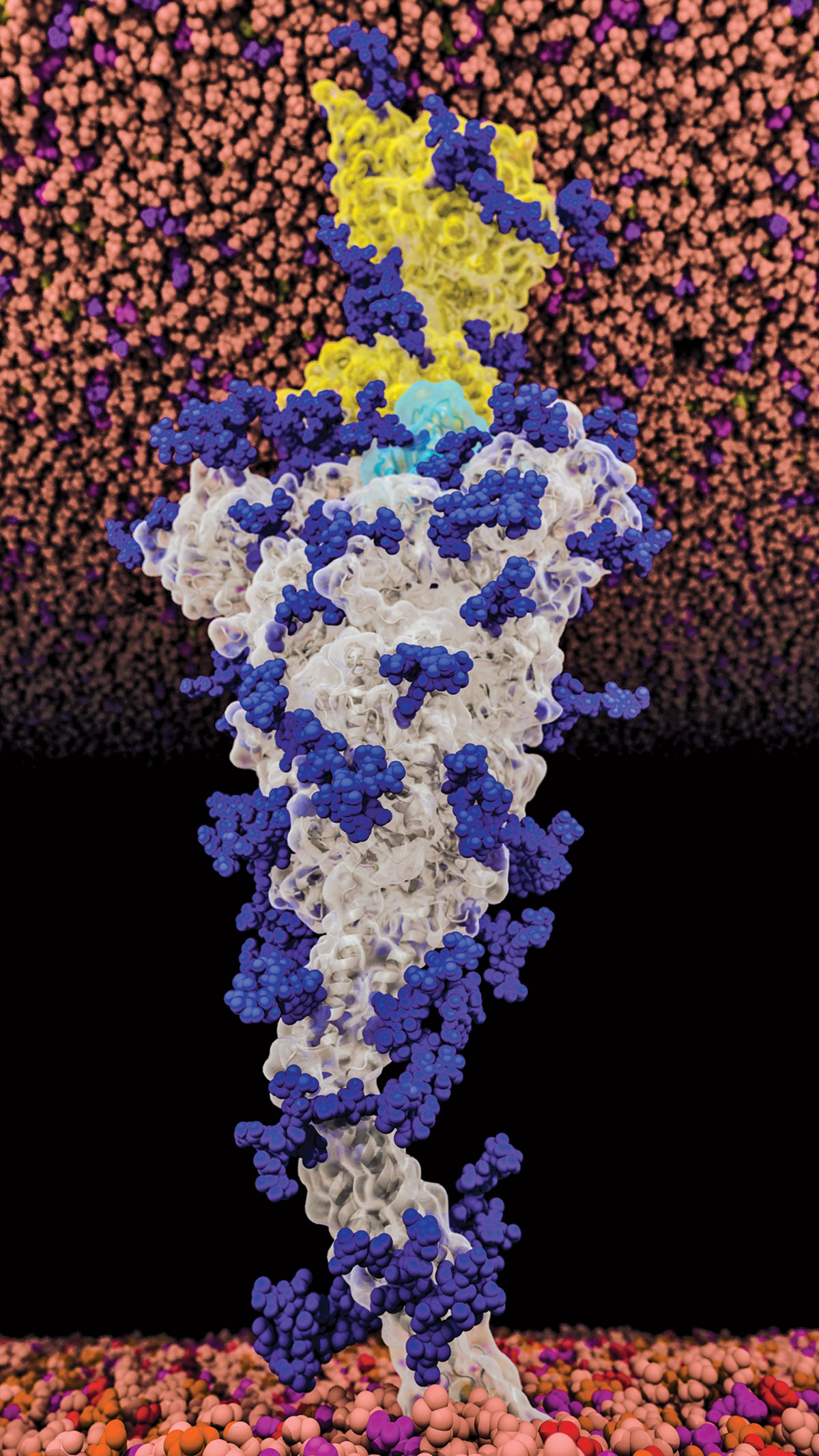 Computational scientists have made detailed models of the SARS-CoV-2 spike protein since the early months of the COVID-19 pandemic.